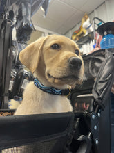 Load image into Gallery viewer, TKC The Wave Beaded Dog Collar