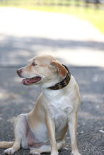 Load image into Gallery viewer, TKC Earth Argyle Beaded Dog Collar