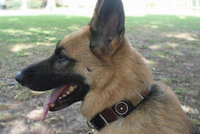 Load image into Gallery viewer, "Topi" Beaded Dog Collar