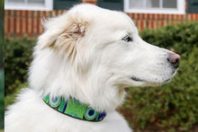 Load image into Gallery viewer, "Peacock" Beaded Dog Collar