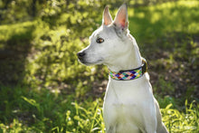 Load image into Gallery viewer, TKC Posey Argyle Beaded Dog Collar