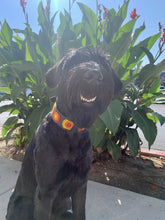 Load image into Gallery viewer, TKC Morocco Beaded Dog Collar