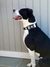 Load image into Gallery viewer, TKC Shades of Grey Beaded Dog Collar