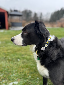 Daisies Beaded Dog Collar