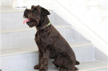 Load image into Gallery viewer, &quot;TKC Exclusive Holiday Argyle&quot; Beaded Dog Collar