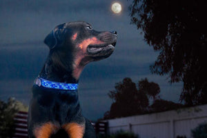 "Moonbeam" Beaded Dog Collar