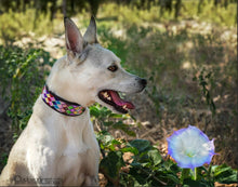 Load image into Gallery viewer, &quot;Posey Argyle&quot; Beaded Dog Collar
